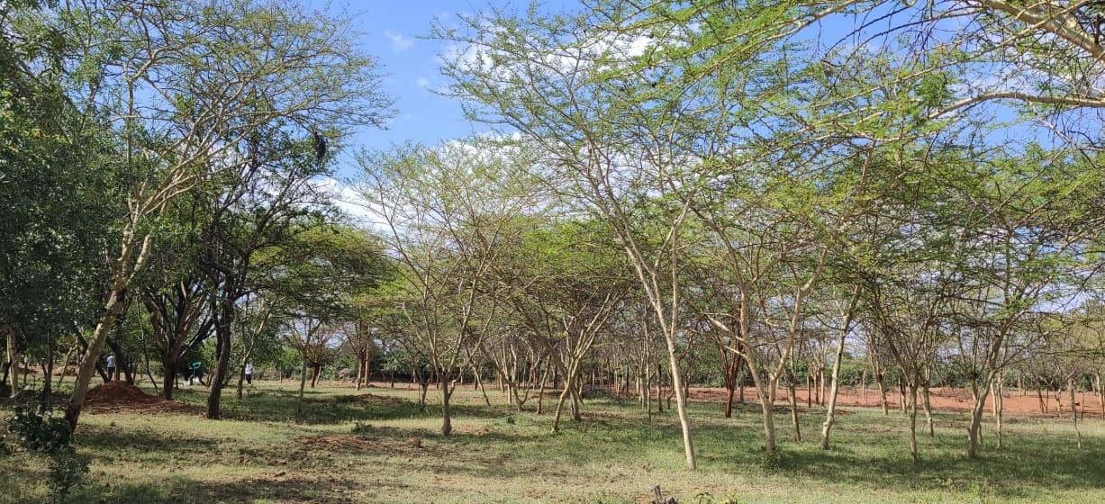 Biodiversity restoration project