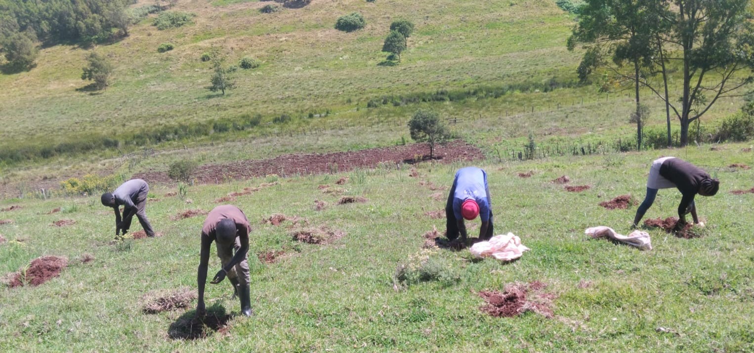 Community members planting trees